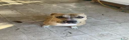 Pitbull cani in vendita: Cuccioli pitbull  - Annuncio 12