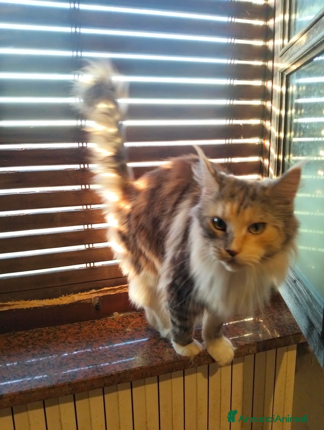 Maine Coon gatti in vendita: Maine coon - Annuncio 2