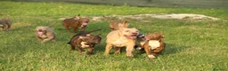 Pitbull cani in vendita: Cuccioli Pit Bull con pedigree anche a rate - Annuncio 31