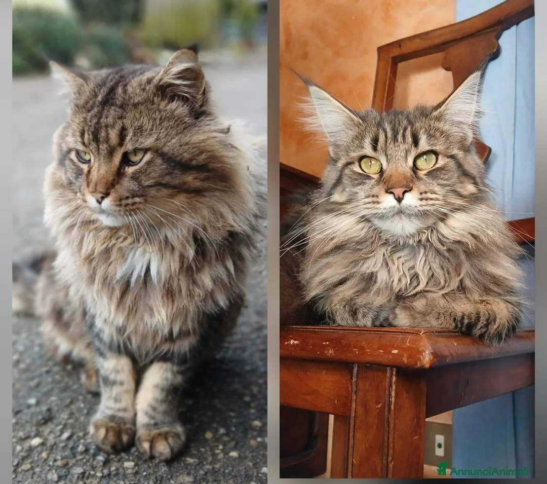 Maine Coon gatti in vendita: Cucciole di maine coon simil a Provincia di Biella - Annuncio 1