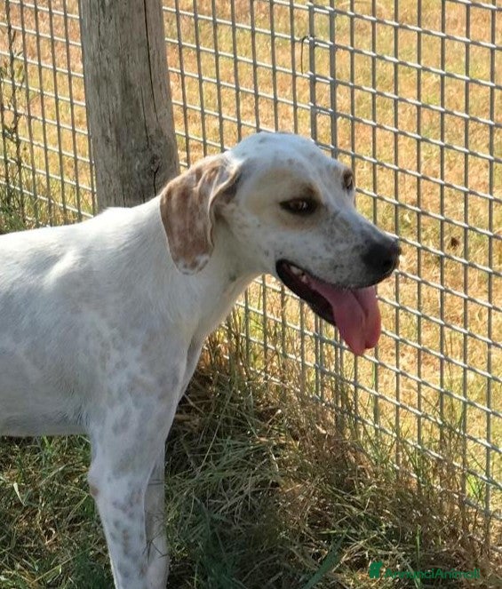 Pointer cani TORO cucciolone derivato pointer in adozione a Provincia di Latina - Annuncio 3