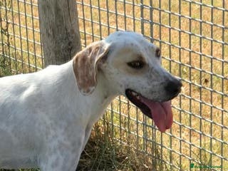 Pointer cani TORO cucciolone derivato pointer in adozione a Provincia di Latina - Annuncio 7