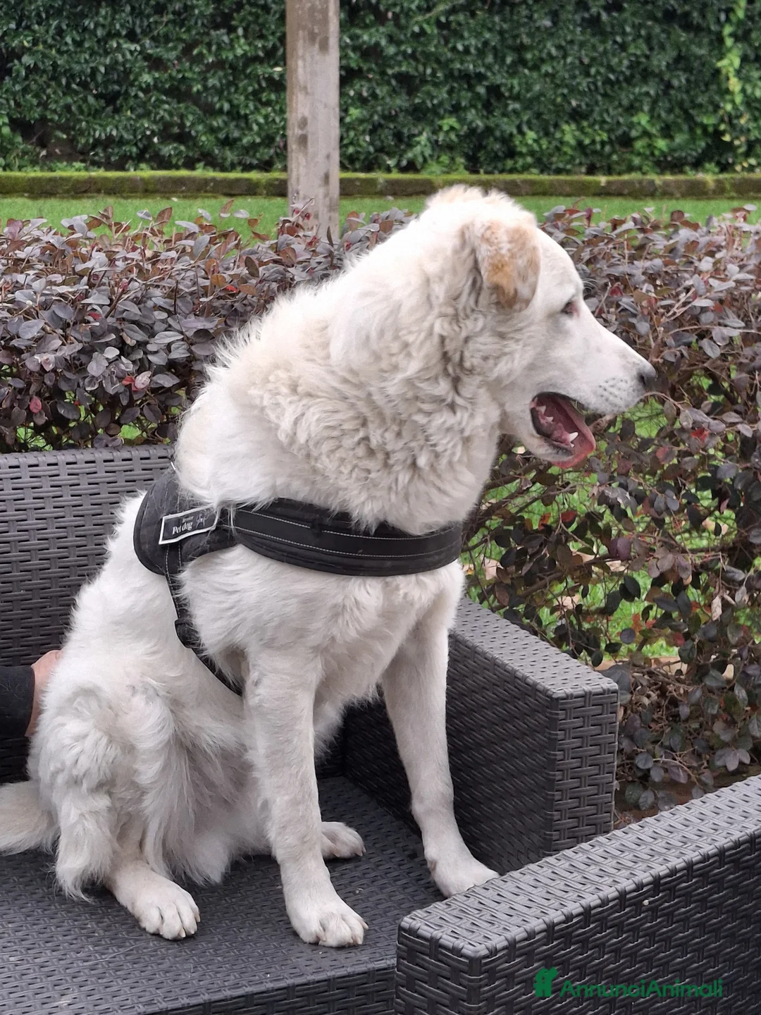 Meticcio cani in regalo: Ugo: cucciolone buonissimo con tutti  - Annuncio 5