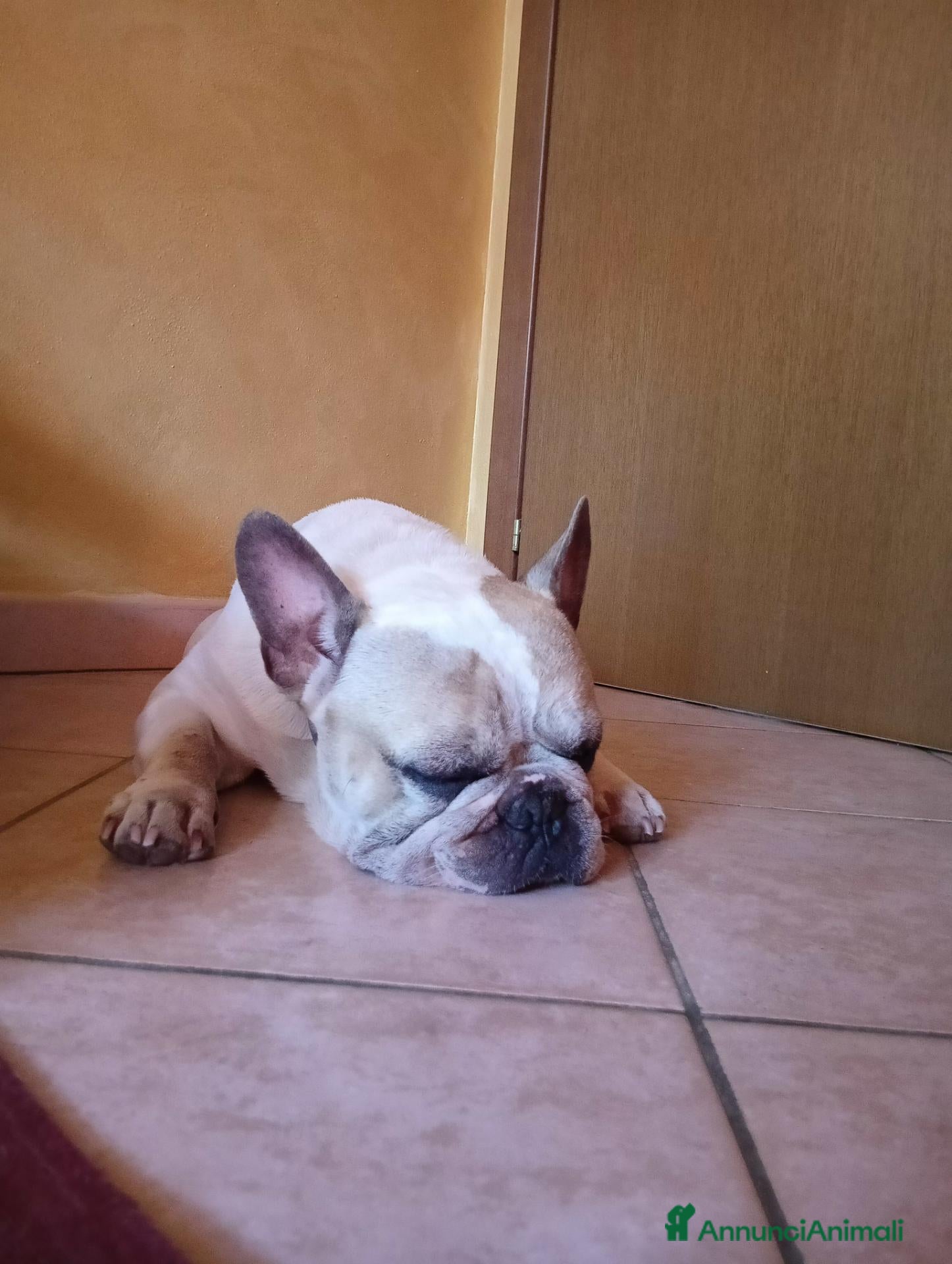 Bulldog Francese cani Cercasi fidanzata per splendido Bulldog francese  - Annuncio 2