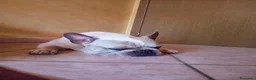 Bulldog Francese cani per accoppiamento: Cercasi fidanzata per splendido Bulldog francese  a Provincia di Mantova - Annuncio 1