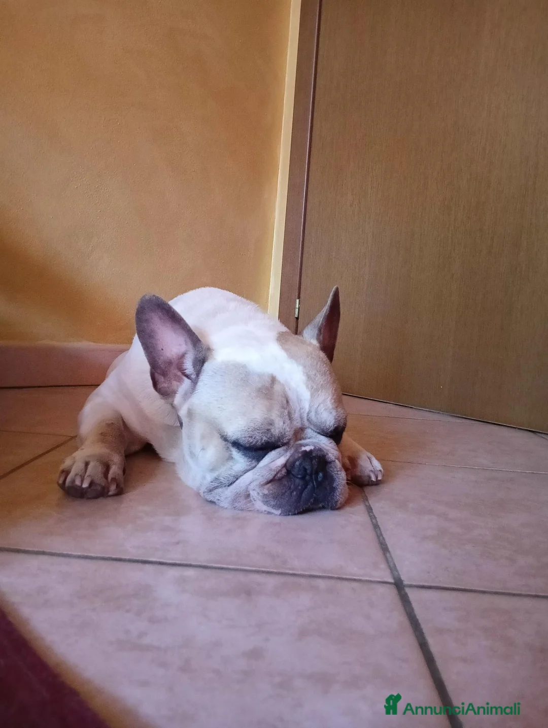 Bulldog Francese cani per accoppiamento: Cercasi fidanzata per splendido Bulldog francese  a Provincia di Mantova - Annuncio 1