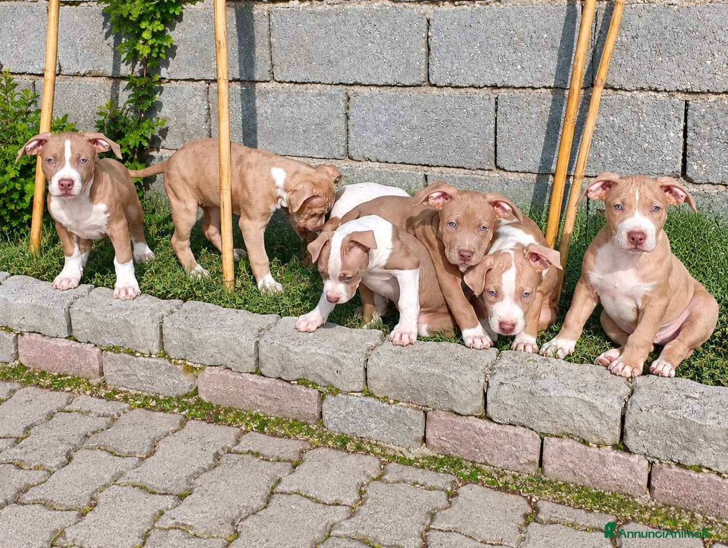 Pitbull cani CUCCIOLATA AMERICAN PIT BULL TERRIER  ADBA - Annuncio 1