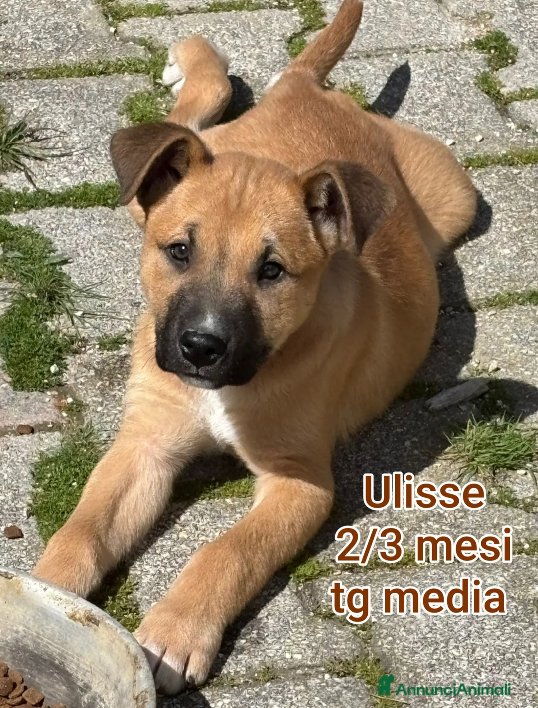 Meticcio cani in regalo: CUCCIOLI BISOGNOSI IN CERCA D'AMORE  a Provincia di Prato - Annuncio 12