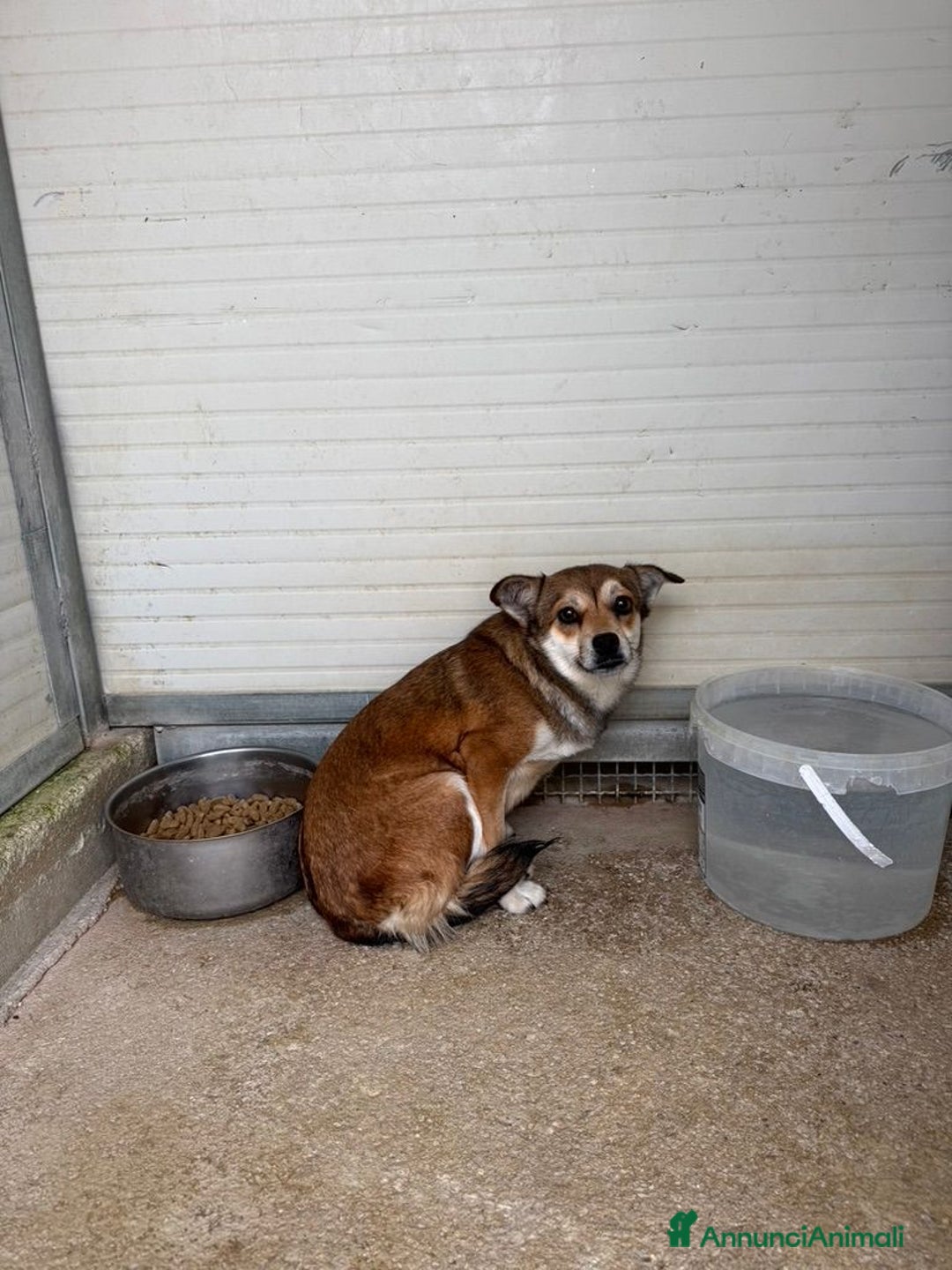 Meticcio cani in regalo: Jenna: taglia piccola super dolce  - Annuncio 7