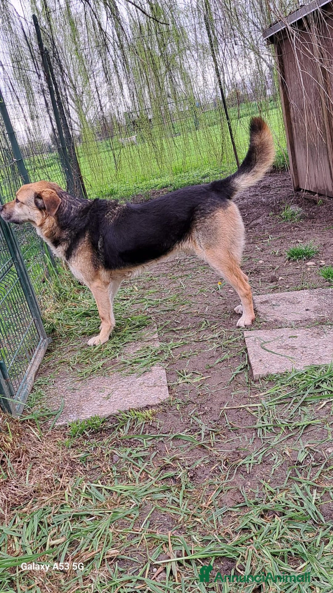 Meticcio cani in regalo: Simil Pastore tedesco 4anni salvato 2anni fa BG - Annuncio 5