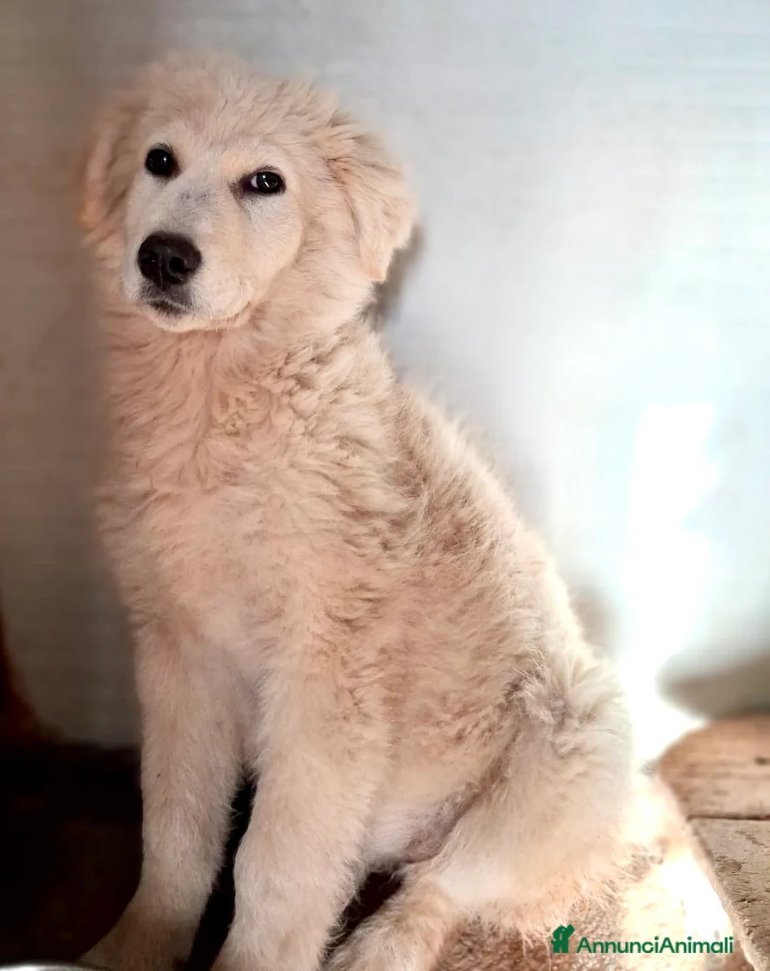 Pastore Maremmano cani in regalo: Zara cerca famiglia - Annuncio 4