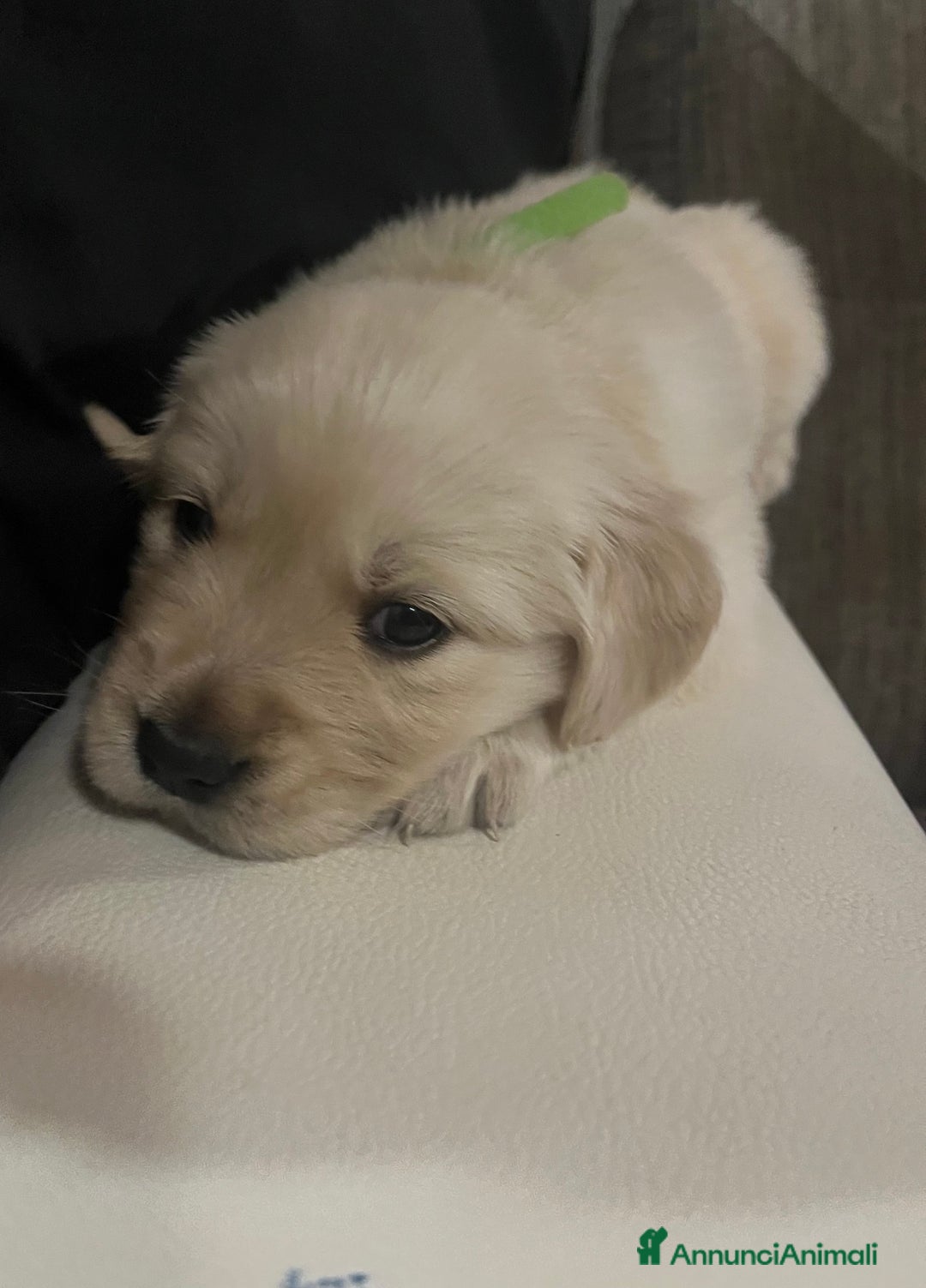 Golden Retriever cani in vendita: Cucciolo di Golden retriver anglo americani  - Annuncio 7