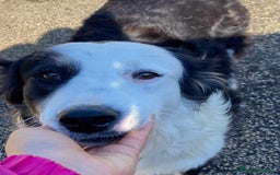 Border Collie cani in regalo: WILLOW, fantastica mix BORDER COLLIE! - Immagine 1