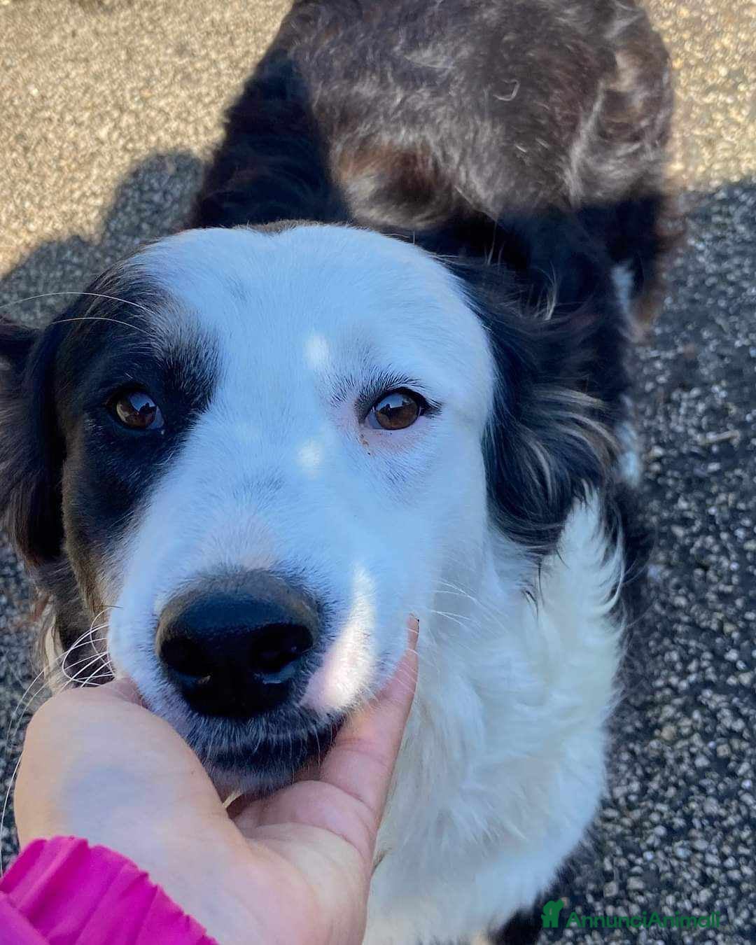 Border Collie cani in regalo: WILLOW, fantastica mix BORDER COLLIE! - Immagine 1