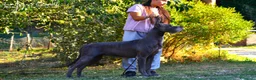Alano cani in vendita: Cuccioli Alani Blu - Annuncio 2