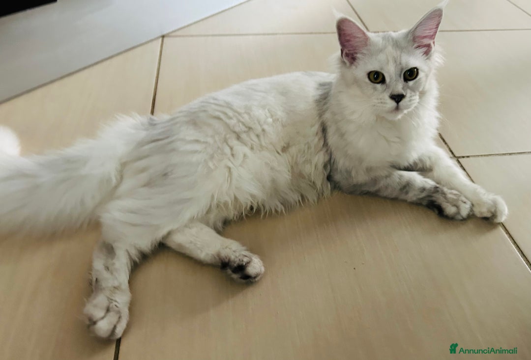 Maine Coon gatti in vendita: Maine Coon femmina 7 mesi con pedigree  - Annuncio 6