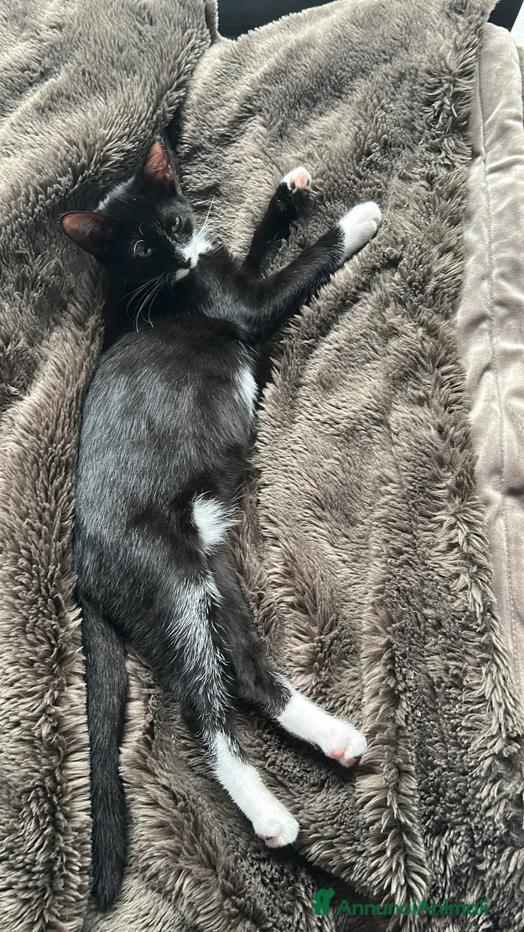 Meticcio gatti in regalo: Regalo gattino  - Annuncio 2