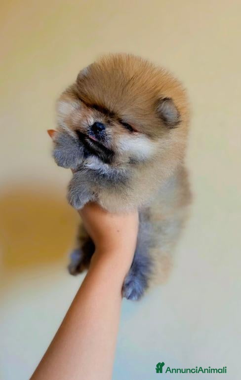 Volpino Pomerania cani Super Pomerania alta qualità - Annuncio 8