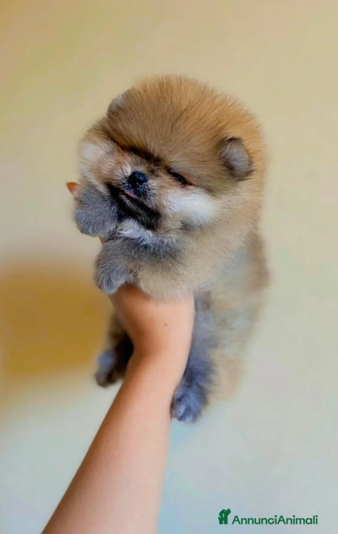 Volpino Pomerania cani in vendita: Super Pomerania alta qualità - Annuncio 1