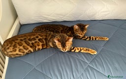 Bengala gatti in vendita: Cuccioli Bengala spotted ben 24 prenotazione  a Città Metropolitana di Bari - Immagine 9