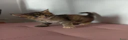 Maine Coon gatti in vendita: Simpatica cucciola Maine coon  - Annuncio 5