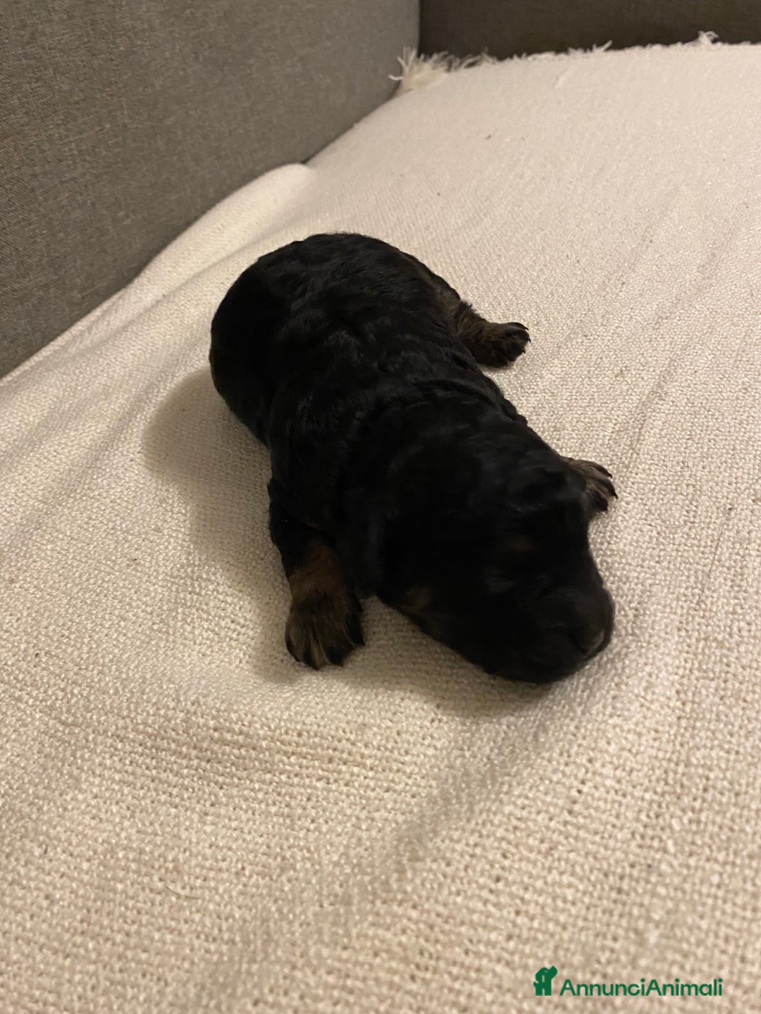 Barboncino cani in vendita: Cuccioli di barboncino  - Annuncio 3