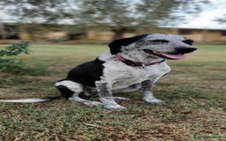 Segugio cani in regalo: VIRGINIA, una timida cagnolina  a Pomezia - Immagine 5