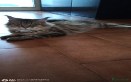 Maine Coon gatti in vendita: Maine coon  a Città metropolitana di Milano - Immagine 3