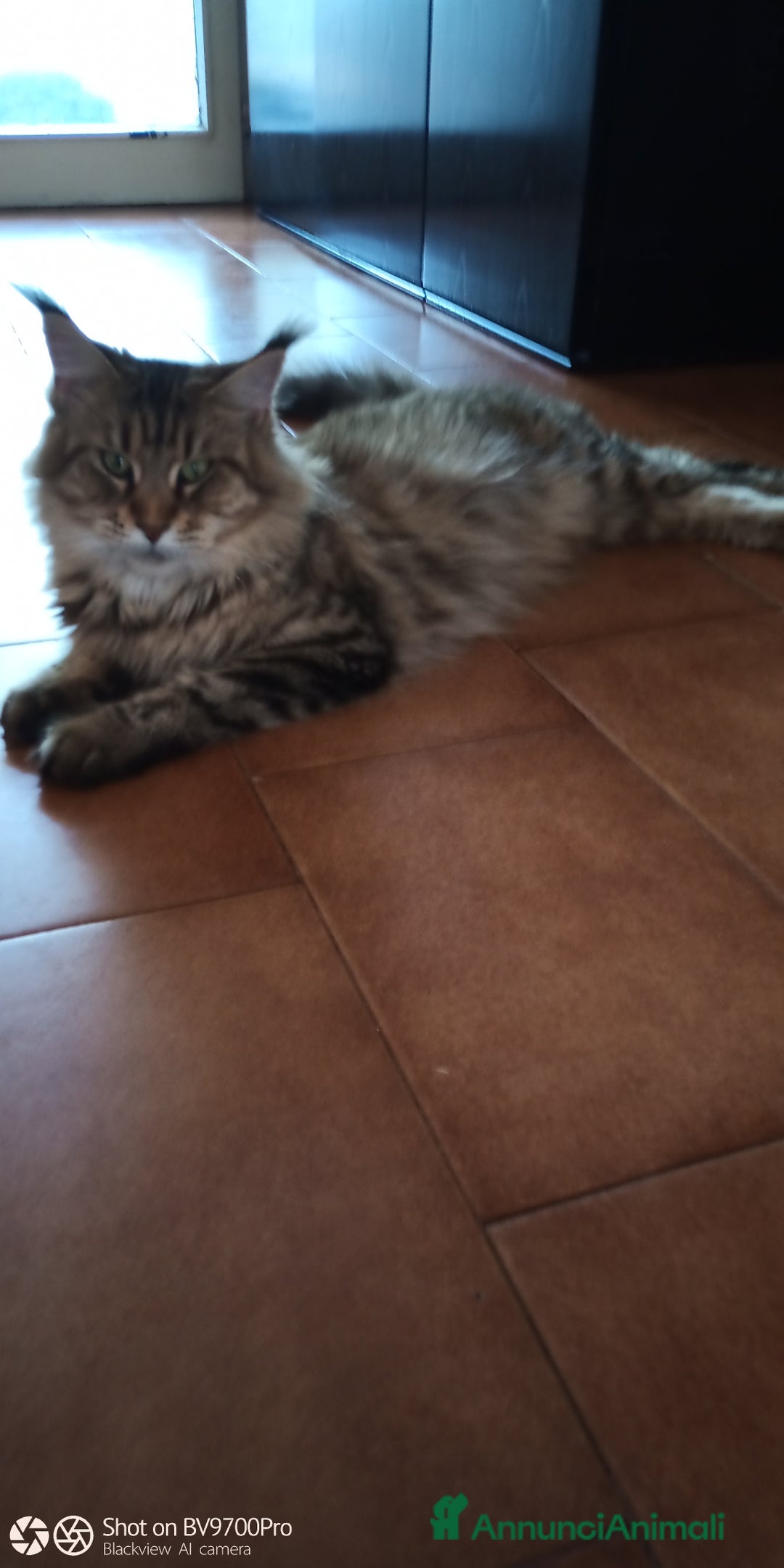 Maine Coon gatti in vendita: Maine coon  a Città metropolitana di Milano - Immagine 3