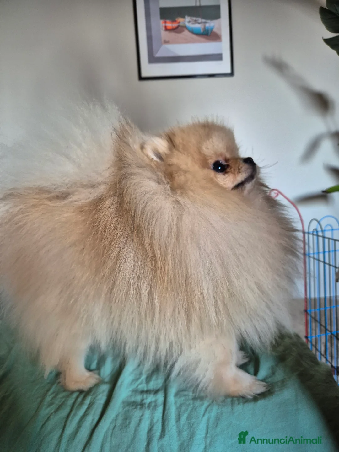 Spitz cani per accoppiamento: Spitz pomerania maschio per monta  - Annuncio 4