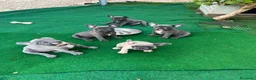 Bulldog Francese cani in vendita: Cuccioli bulldog francese esotici  a Libero consorzio comunale di Siracusa - Annuncio 2