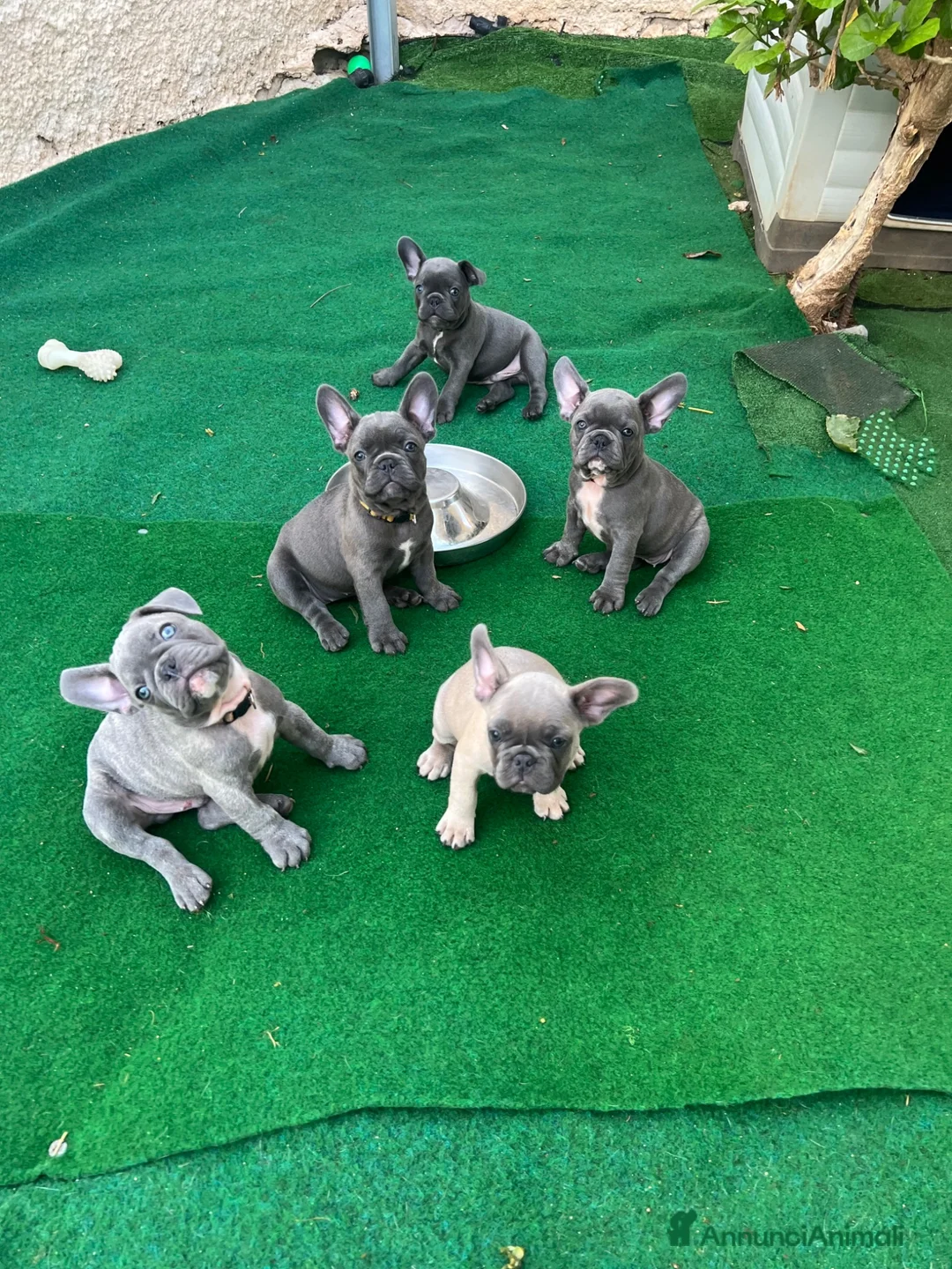 Bulldog Francese cani in vendita: Cuccioli bulldog francese esotici  a Libero consorzio comunale di Siracusa - Annuncio 2
