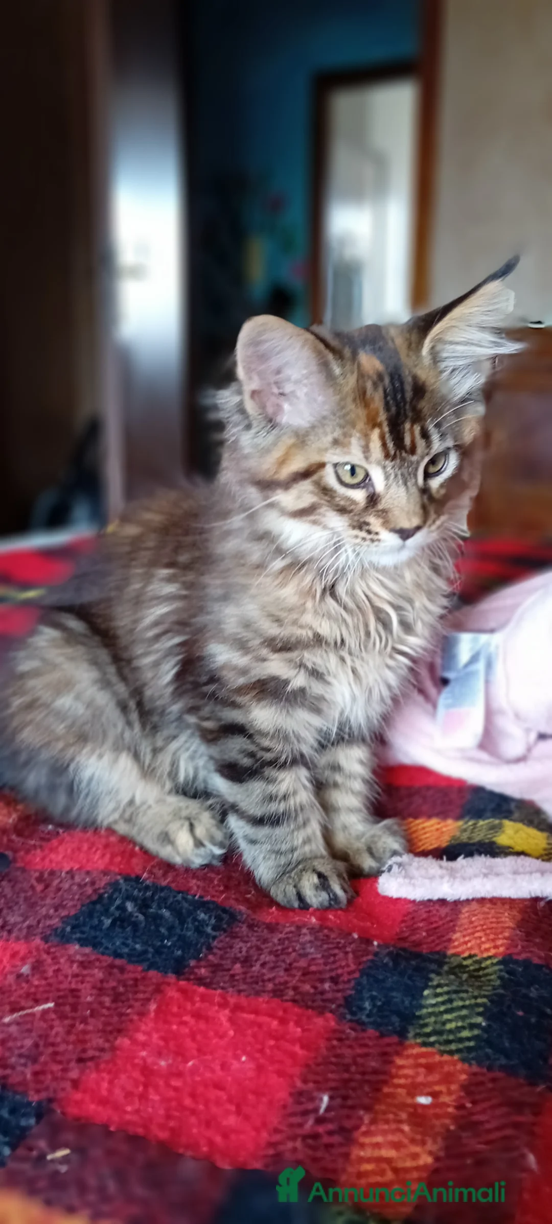 Maine Coon gatti in vendita: MAINE COON - Annuncio 9