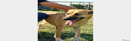 Meticcio cani in regalo: Amos bellissimo meticcio aspetta  una famiglia a Latina - Annuncio 4
