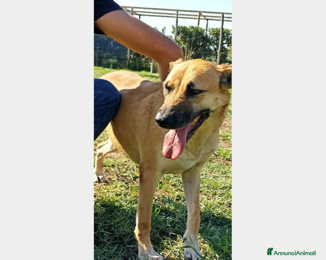 Meticcio cani in regalo: Amos bellissimo meticcio aspetta  una famiglia a Latina - Annuncio 4