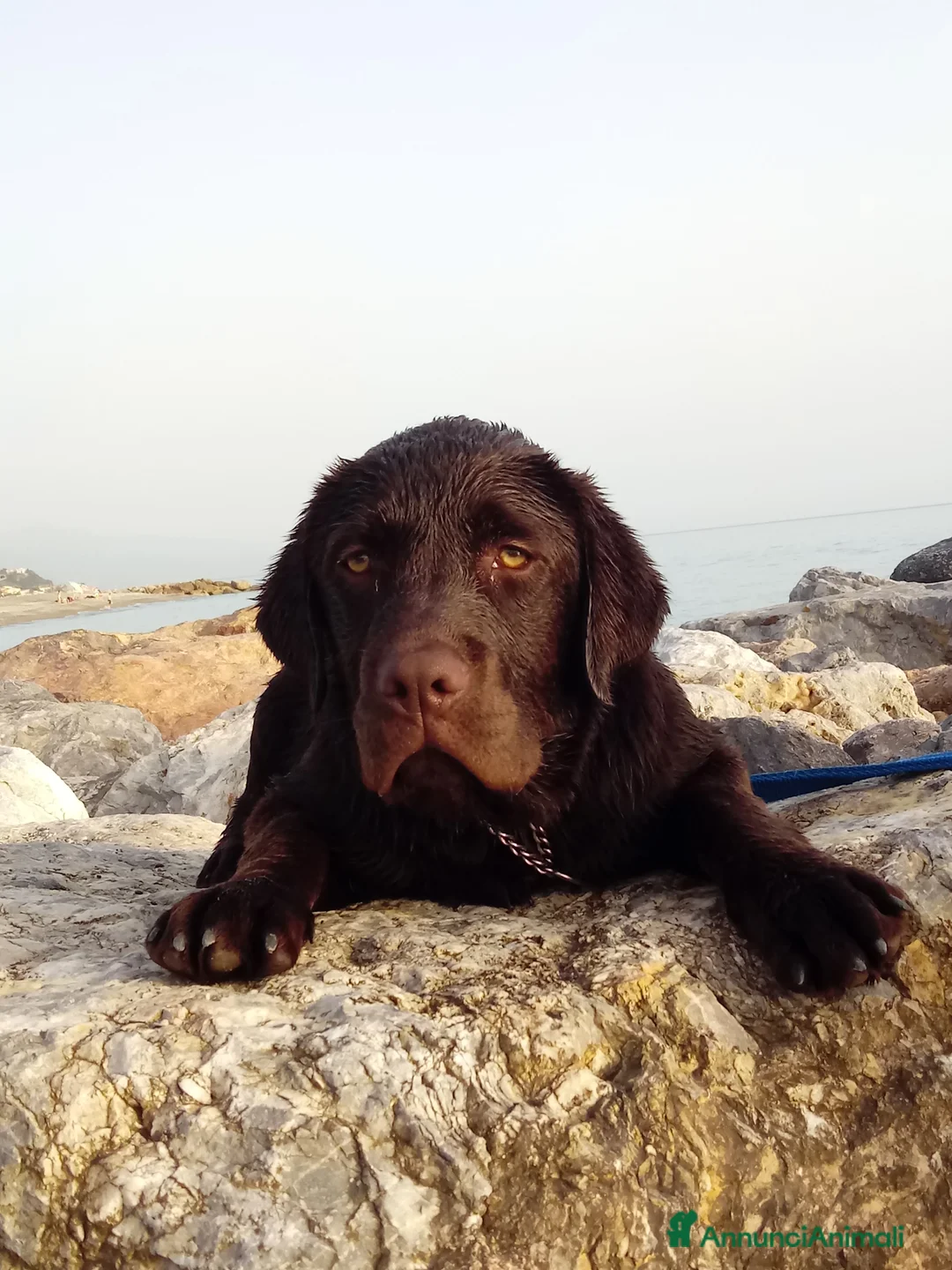 Labrador cani per accoppiamento: Labrador maschio cioccolato per accoppiamento  - Annuncio 3