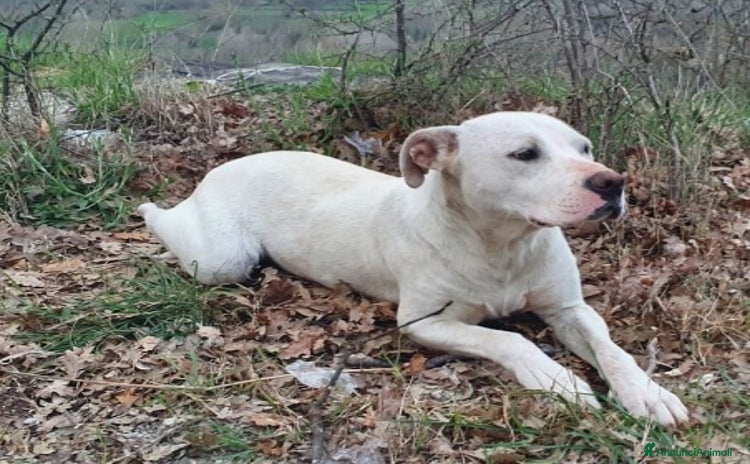 Meticcio cani a Città metropolitana di Milano - Annuncio 14