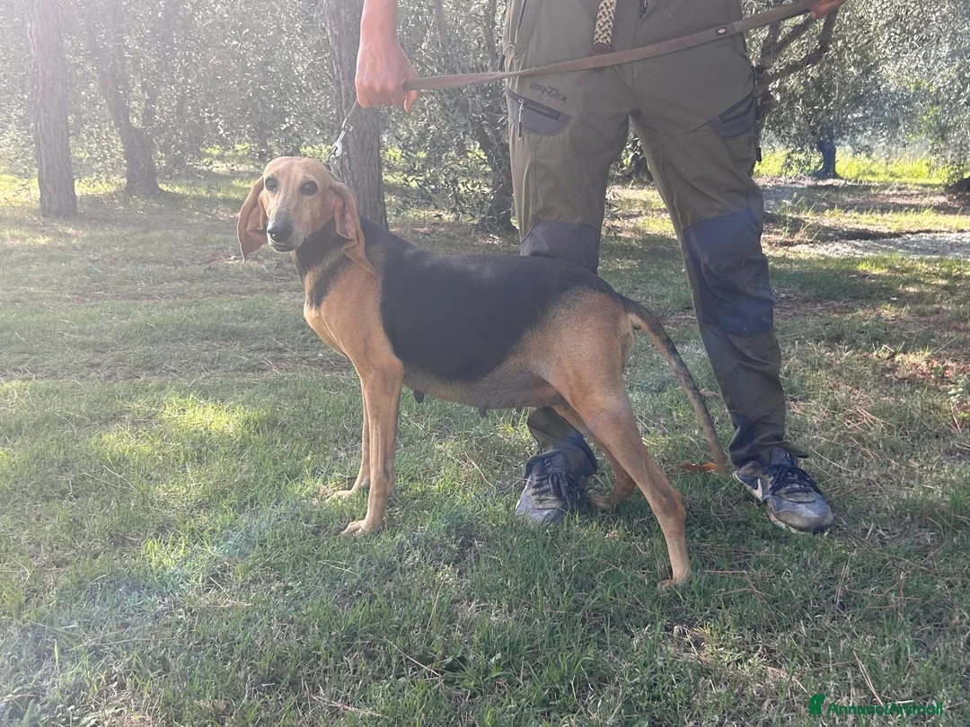 Segugio cani in vendita: Segugio italiano - Annuncio 2
