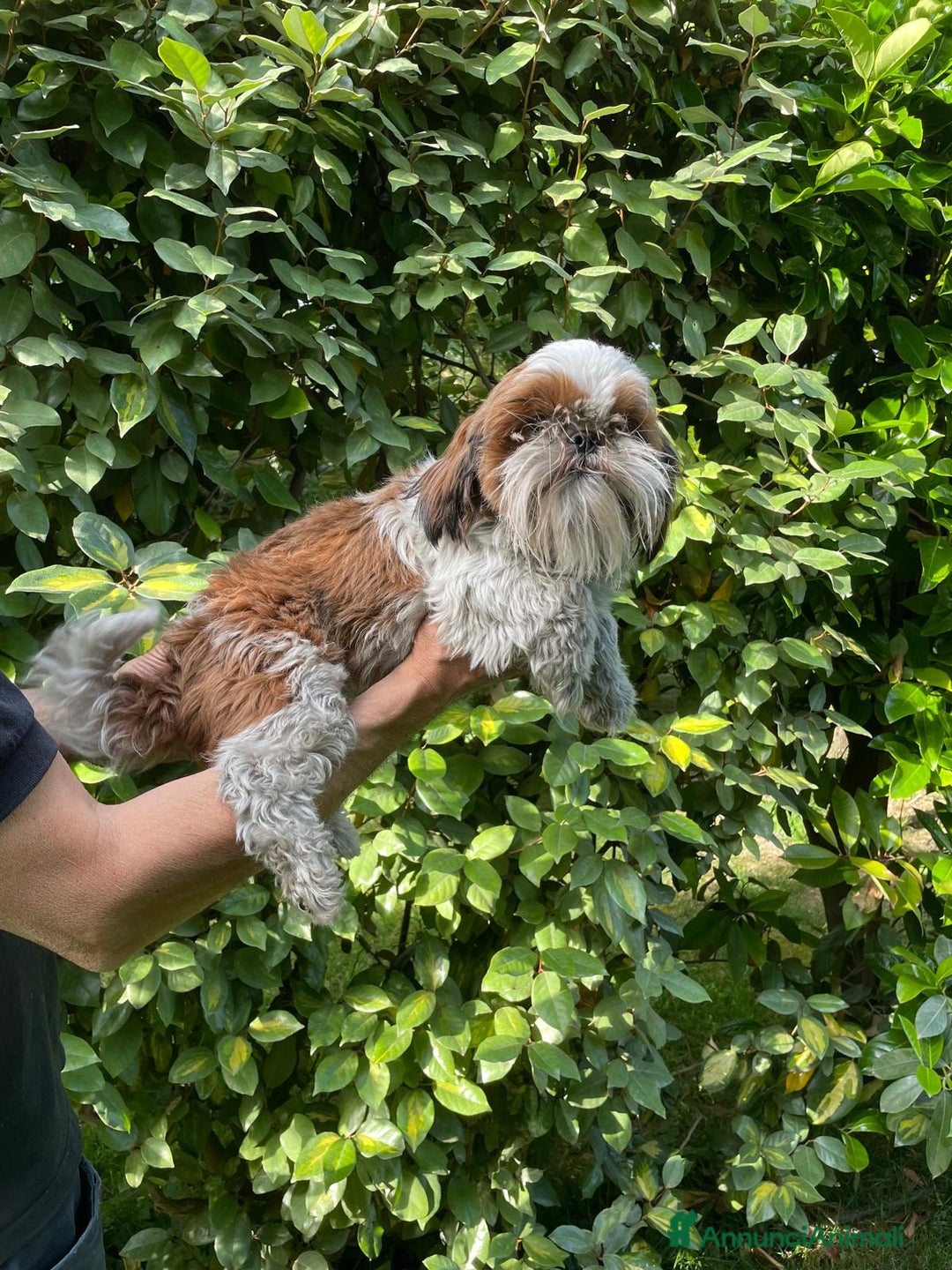Shih Tzu cani in regalo: SHIHTZU ADULTO MASCHIO- rimborso spese - Annuncio 2