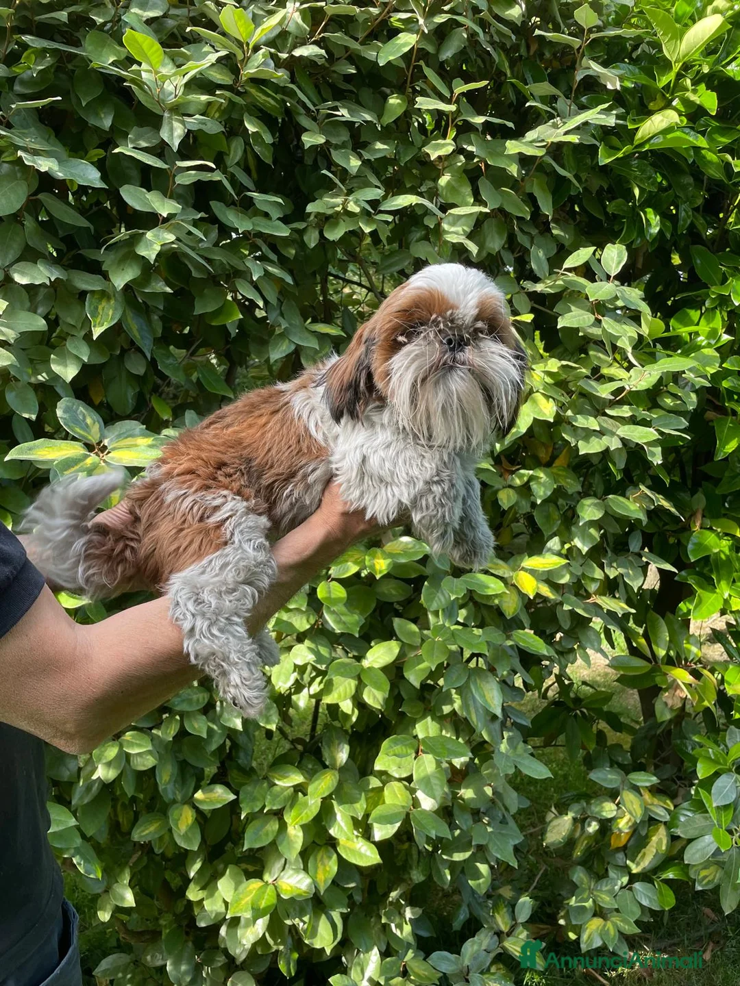 Shih Tzu cani in regalo: SHIHTZU ADULTO MASCHIO- rimborso spese - Annuncio 2