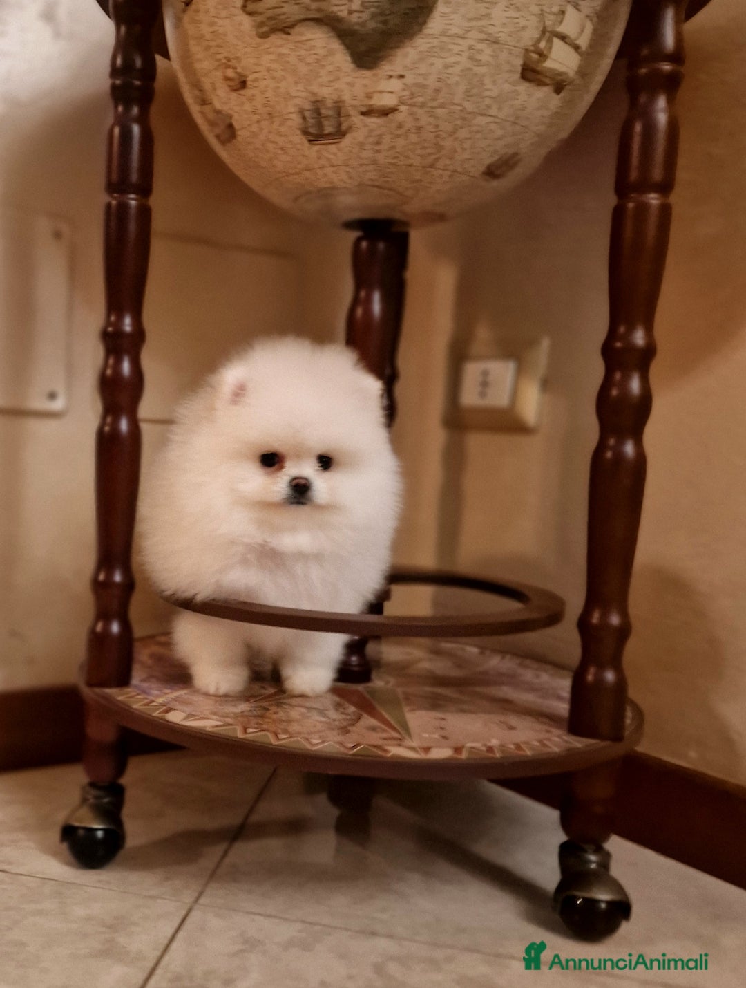 Spitz cani in vendita: Spitz di Pomerania / Volpino tedesco nano - Annuncio 5