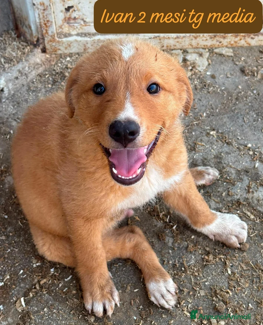 Meticcio cani in regalo: Meticci dimenticati da tutti  a Provincia di Pavia - Annuncio 1
