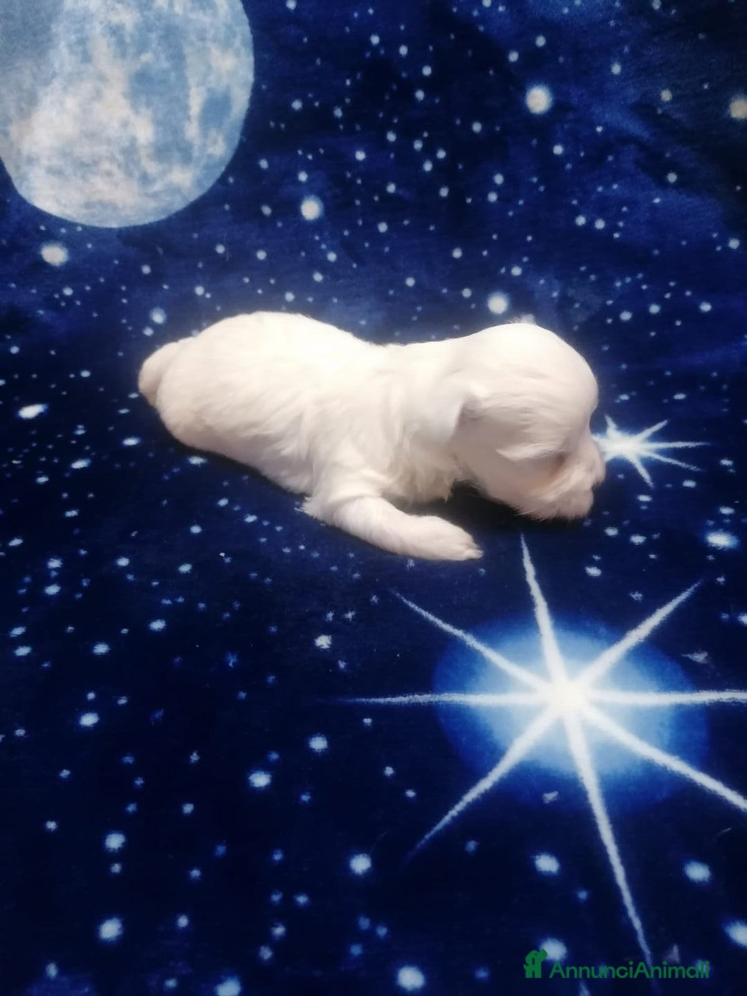 Maltese cani in vendita: Maltese cuccioli - Annuncio 14