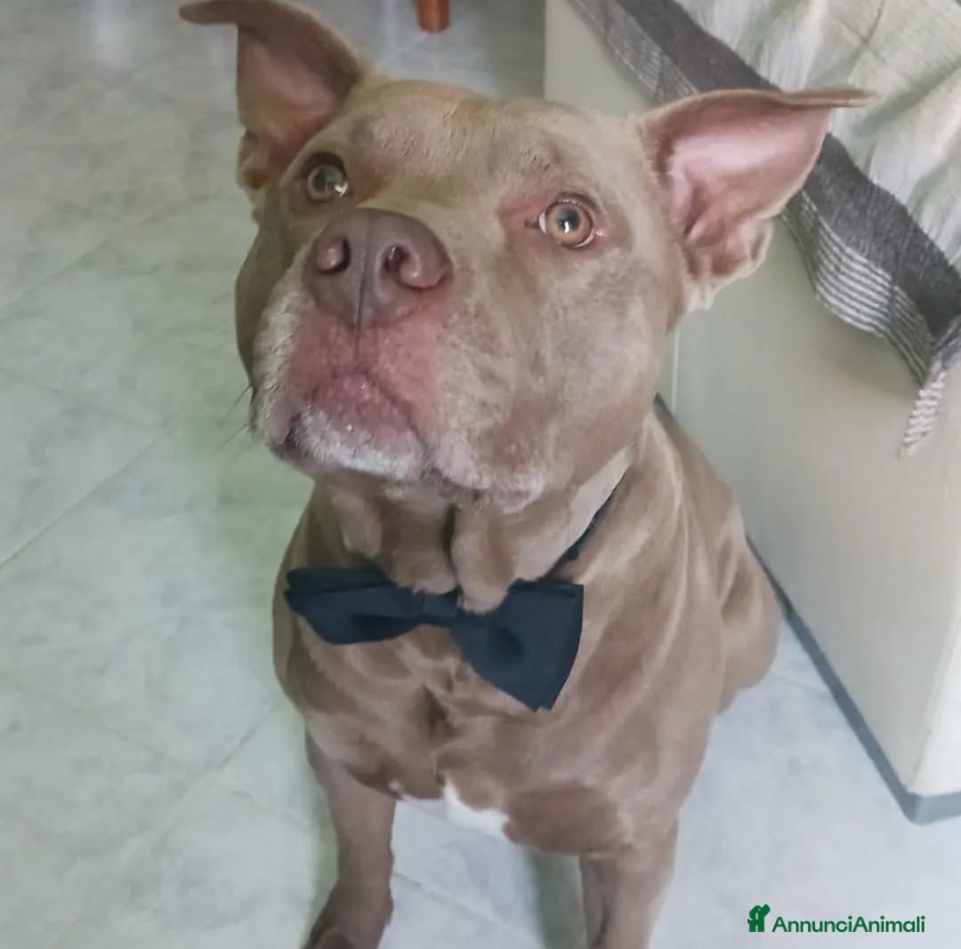 Pitbull cani per accoppiamento: Cercasi femmina per il mio maschietto  - Annuncio 2