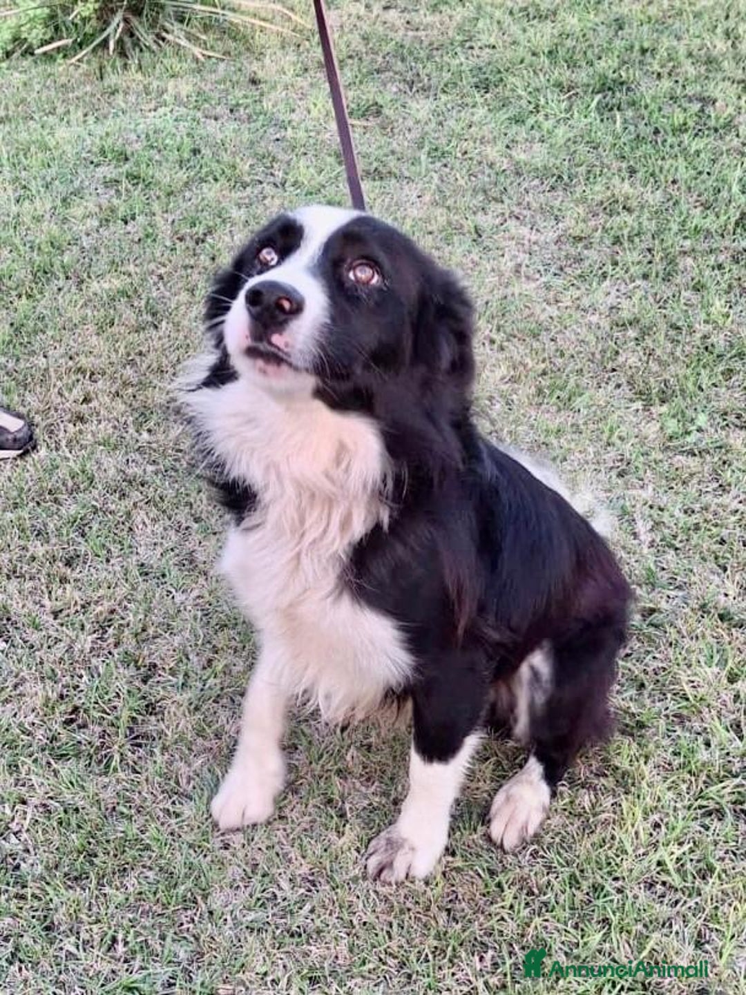 Border Collie cani in regalo: GIOTTO 💙 -abbandonato, dagli un’altra possibilità - Annuncio 10