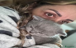 Scottish gatti in vendita: scottish  in vendita a Città Metropolitana di Firenze - Immagine 5
