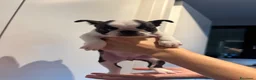 Boston Terrier cani in vendita: Cucciola di Boston Terrier con pedigree e microchi a Città metropolitana di Roma Capitale - Annuncio 1