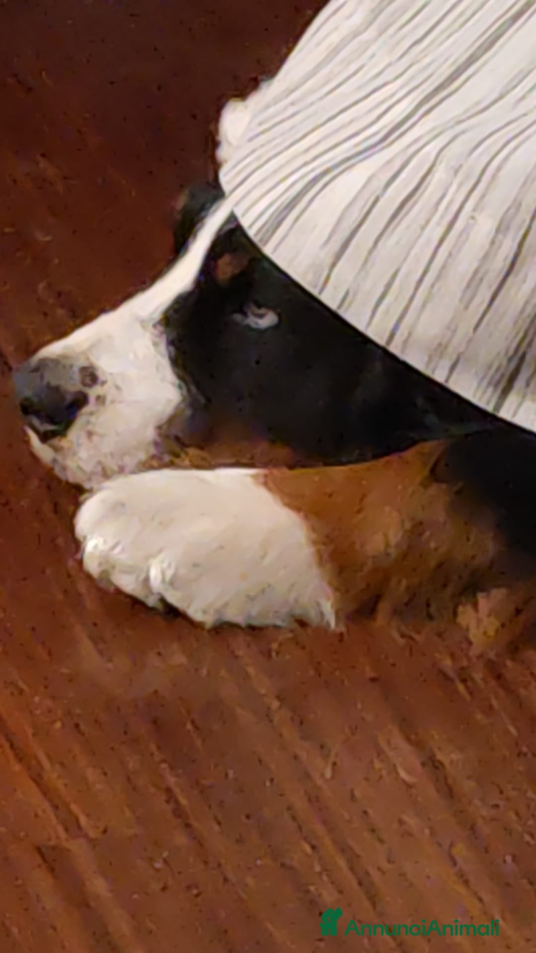 Bovaro del Bernese cani per accoppiamento: PACO BELLISSIMO a Provincia di Ancona - Immagine 3