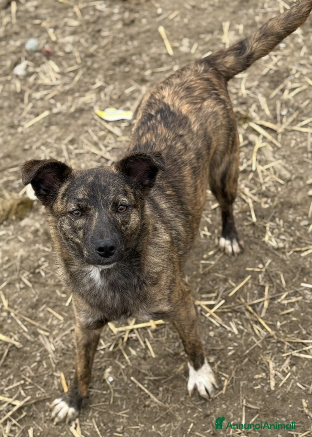 Meticcio cani in regalo: ALBA, TAGLIA PICCOLA cerca tante coccole! - Annuncio 2