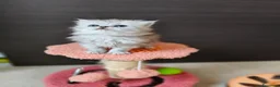 Persiano gatti in vendita: Cucciolata persiani Chinchilla  - Annuncio 10